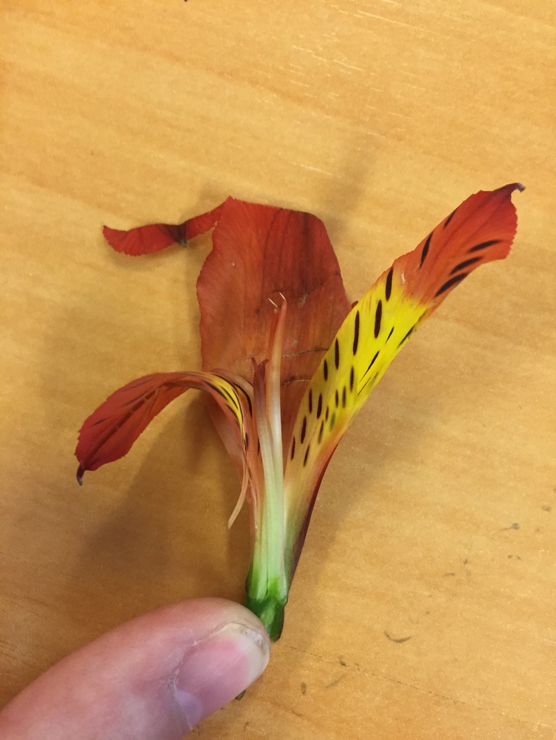 Flower Dissection - Science Notebook